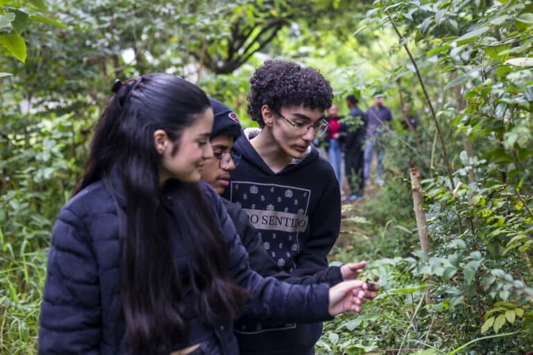 Escola Estadual Professor João Dias da Silveira em SP transforma 415 m² em mini floresta da Mata Atlântica com 630 árvores nativas em apenas dois anos entre prédios do Tatuapé