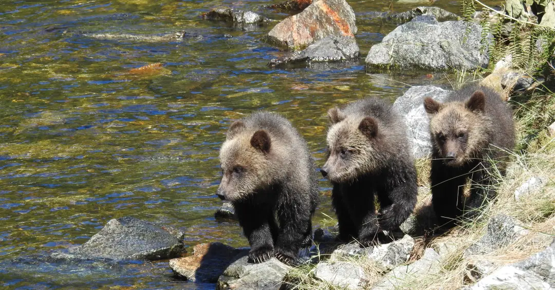 Curiosidade linguística revela que não existe coletivo de urso, mas termo "ursada" pode surpreender com significado inesperado
