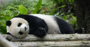 Descubra o feminino de panda e surpreenda-se com curiosidades que podem enriquecer sua comunicação e aprendizado sobre a língua portuguesa