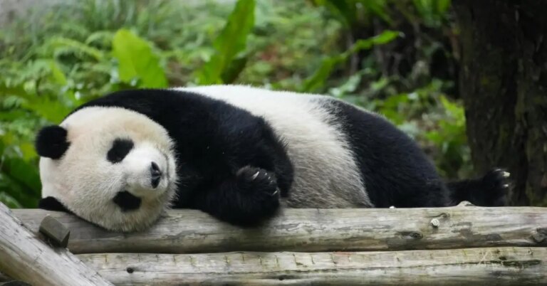 Descubra o feminino de panda e surpreenda-se com curiosidades que podem enriquecer sua comunicação e aprendizado sobre a língua portuguesa