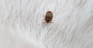 Instituições educacionais lançam cursos sobre insetos e oferecem oportunidade de aprendizado para quem busca entender mais sobre a biodiversidade